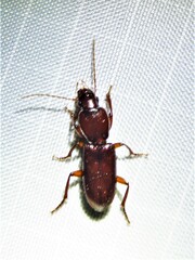 Stenomorphus californicus