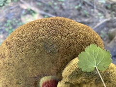 Boletus smithii