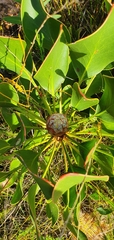 Protea cynaroides