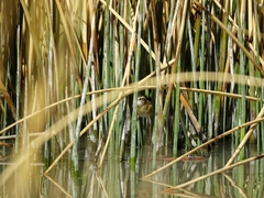 Phleocryptes melanops