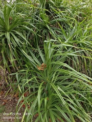 Pandanus odorifer