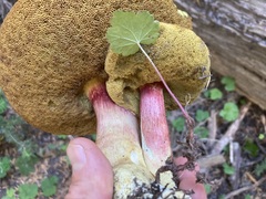 Boletus smithii