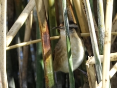 Phleocryptes melanops