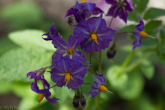 Solanum stoloniferum