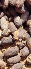 Sylvicapra grimmia
