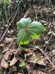 Trillium apetalon