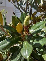 Magnolia grandiflora