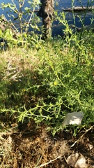 Dittrichia graveolens
