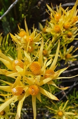 Leucadendron xanthoconus