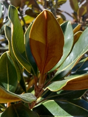Magnolia grandiflora