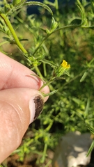Dittrichia graveolens