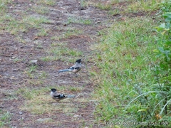 Garrulus lanceolatus
