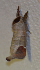 Clostera curtula