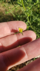 Dittrichia graveolens