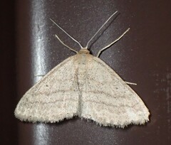 Scopula inductata