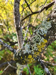 Evernia mesomorpha