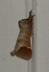 Clostera curtula