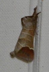 Clostera curtula