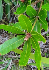 Brabejum stellatifolium