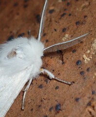 Spilosoma