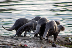 Lutrogale perspicillata