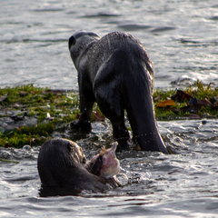 Lutrogale perspicillata