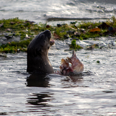 Lutrogale perspicillata