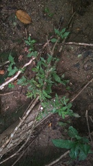 Aristolochia nelsonii