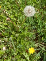 Taraxacum