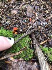 Hygrocybe miniata