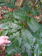 Dysoxylum spectabile