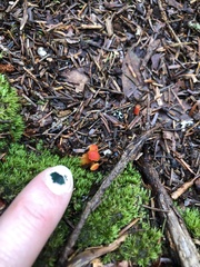 Hygrocybe miniata