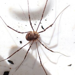 Leptobunus