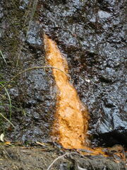 Gallionellaceae
