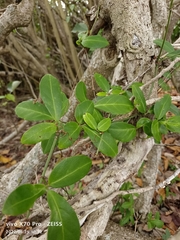 Tetrastigma formosanum