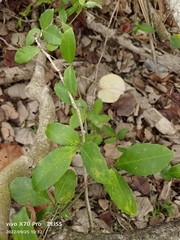 Tetrastigma formosanum