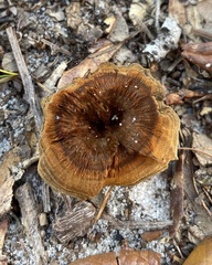 Coltricia cinnamomea