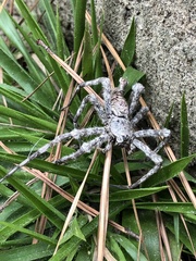 Dolomedes albineus