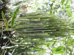 Phlegmariurus