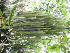 Phlegmariurus