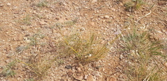 Allium polyrhizum