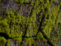 Chrysothrix xanthina