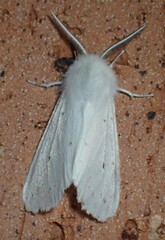 Spilosoma congrua