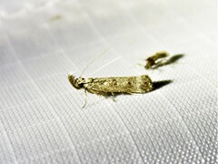 Dichomeris inversella