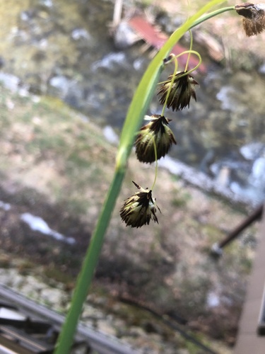 Carex angustisquama iNat (1)