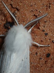Spilosoma congrua