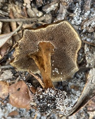 Coltricia cinnamomea