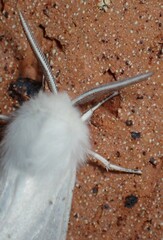 Spilosoma congrua
