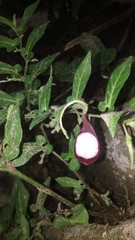 Aristolochia nelsonii