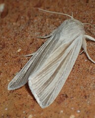 Acronicta insularis